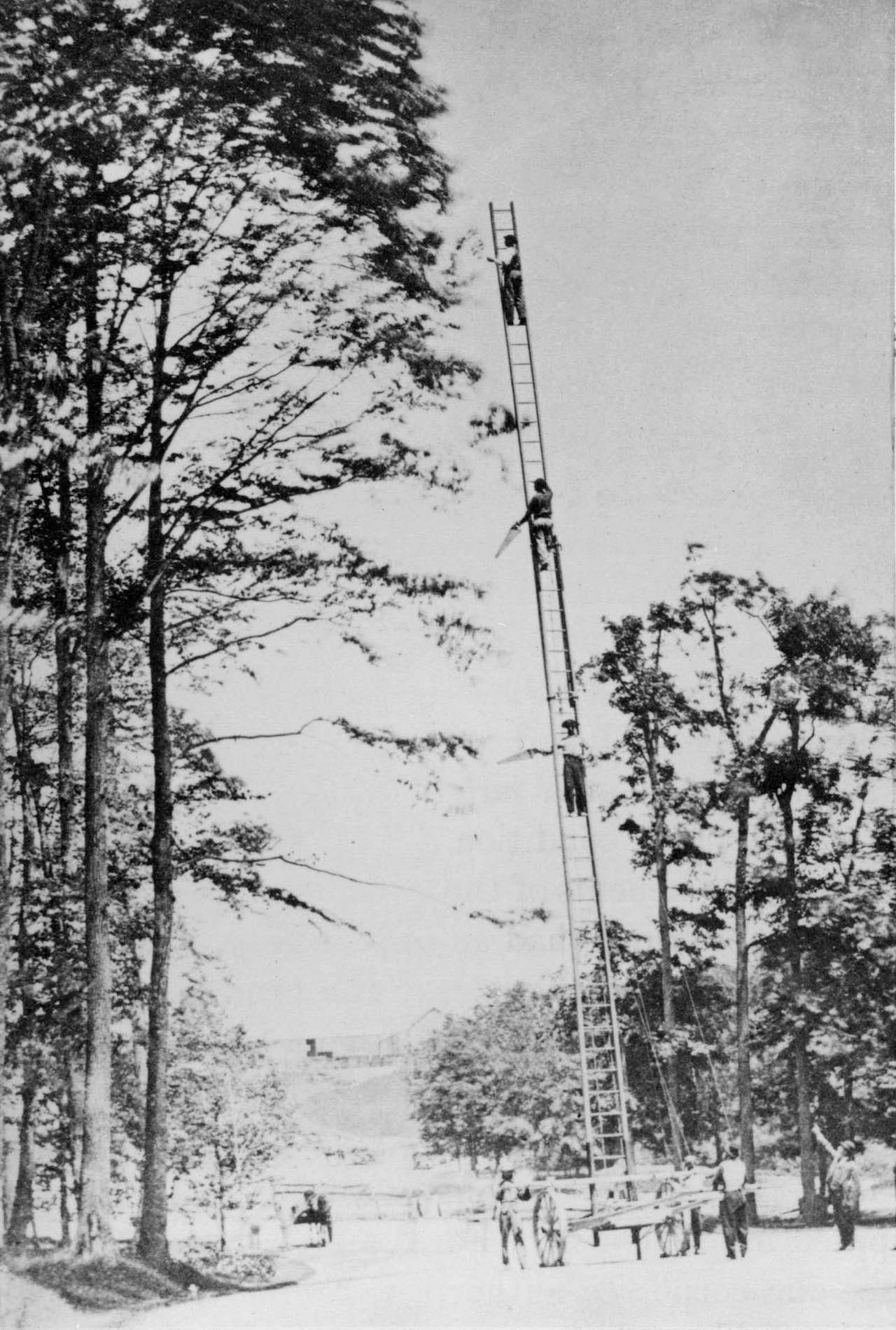 Tree Pruning, Prospect Park, 1869