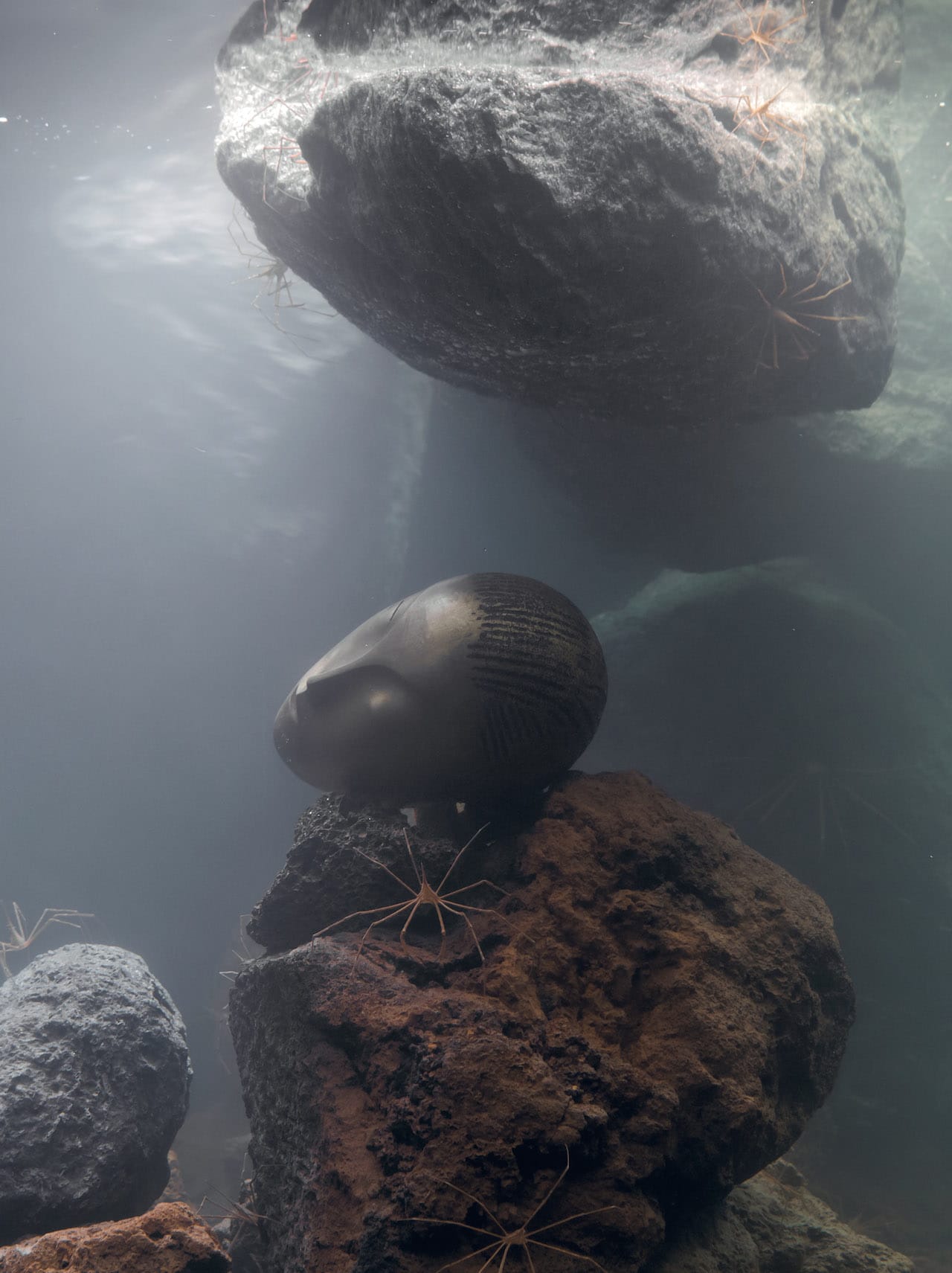 Pierre Huyghe, “Zoodram 5 (after ‘Sleeping Muse’ by Constantin Brancusi)” (2011), glass tank, filtration system, resin mask, hermit crab, arrow crabs, and basalt rock (image courtesy LACMA) (click to enlarge)