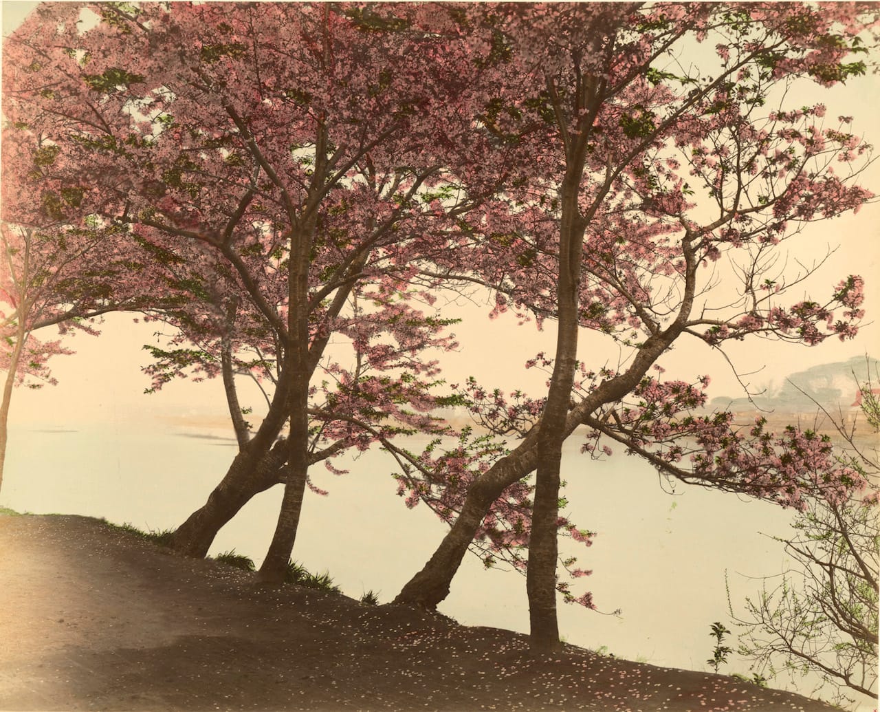 Photographer unknown : Flowering cherry trees, circa 1890. albumin paper colored , 43,2 x 53,5 cm. © National Museums in Berlin, Ethnological Museum.