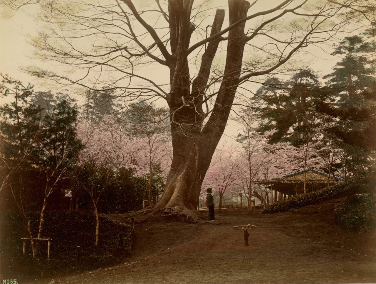 Photographer unknown : Tokyo, gardens with Geisha to 1885. albumin paper, colored, 19.8 x 26.2 cm . © Berlin State Library - Prussian Cultural Heritage.
