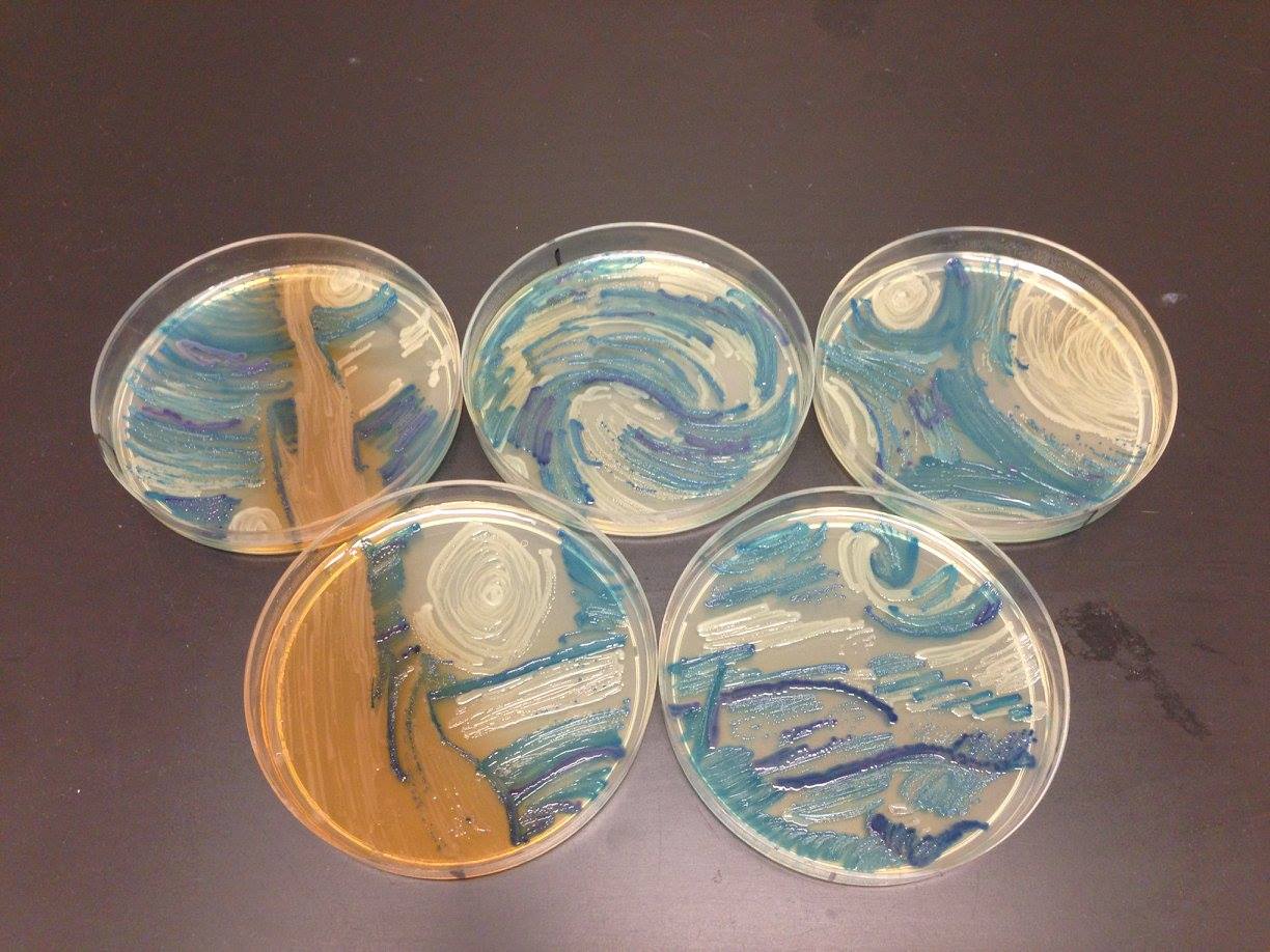 Van Gogh's "Starry Night" by MicrobeWorld user Msully9901 (all photos courtesy American Society for Microbiology)