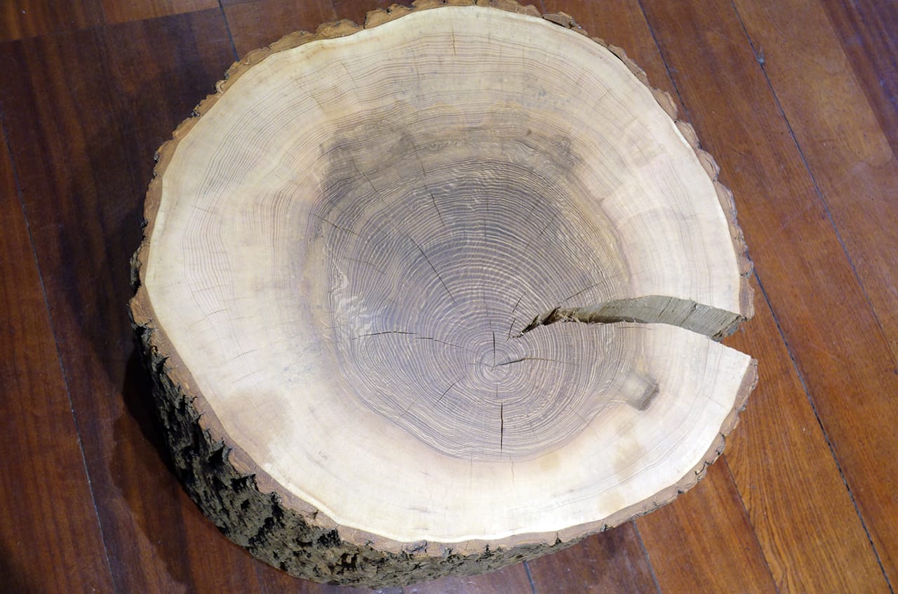 Max Lamb 'My Grandfather's Tree' at Somerset House