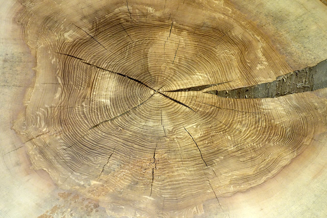 Max Lamb 'My Grandfather's Tree' at Somerset House