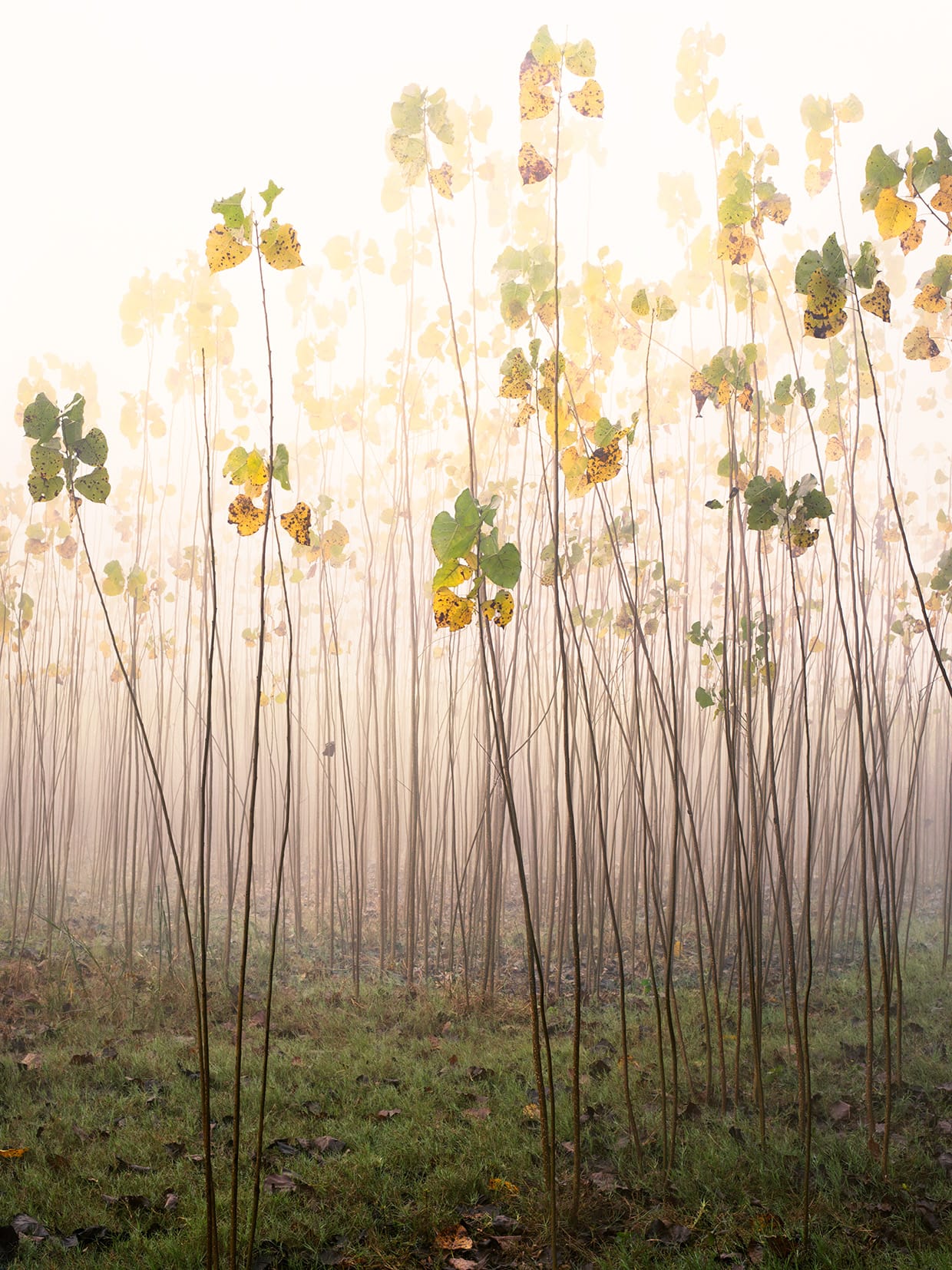 'Godess' by Calen Cain Marcus (© Caleb Cain Marcus)