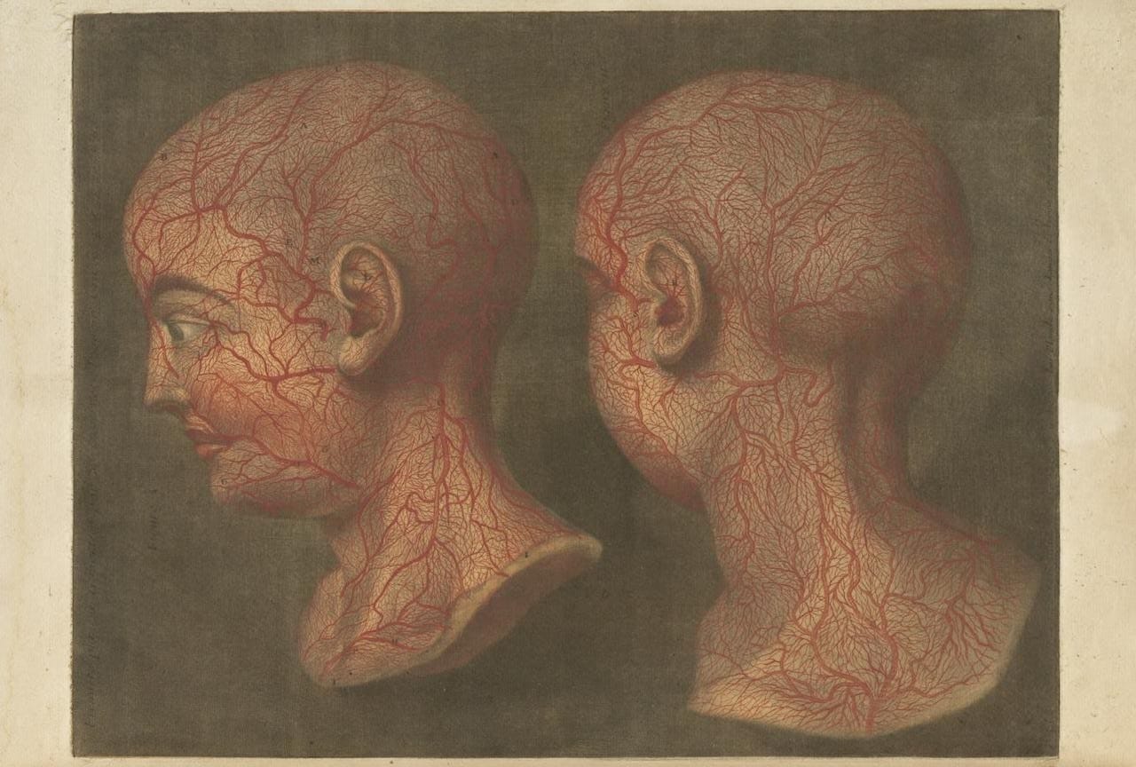 Jacques Gautier-D’Agoty, “Anatomie de la Tête” (1748)