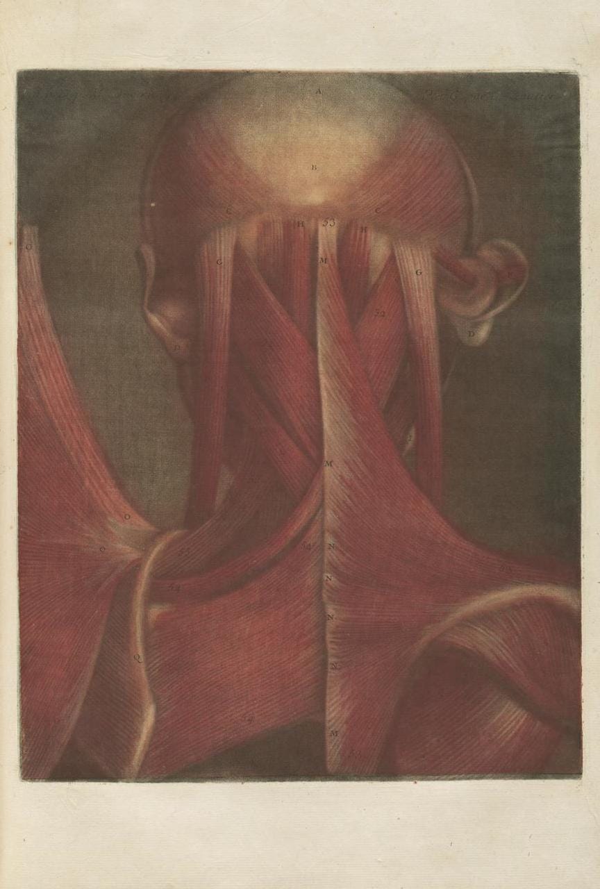 Jacques Gautier-D’Agoty, “Anatomie de la Tête” (1748)