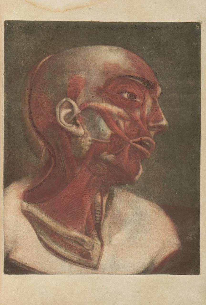 Jacques Gautier-D’Agoty, “Anatomie de la Tête” (1748)