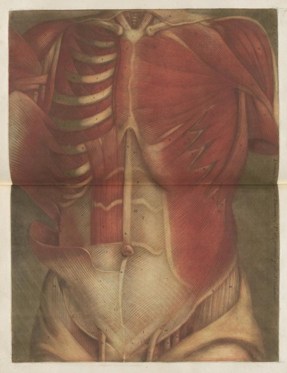 Jacques Gautier-D’Agoty, “Myologie Complette en Couleur” (1746)
