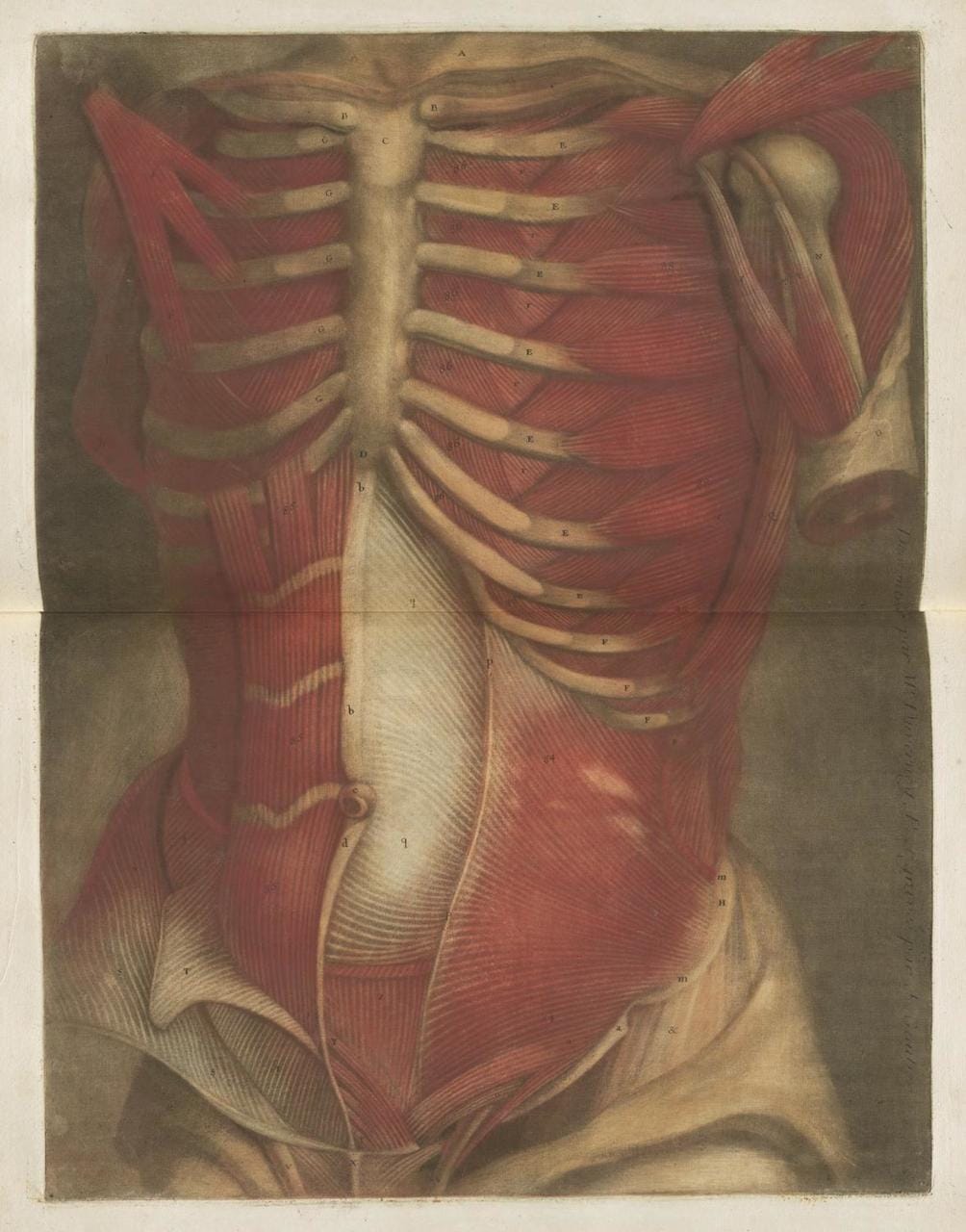 Jacques Gautier-D’Agoty, “Myologie Complette en Couleur” (1746)