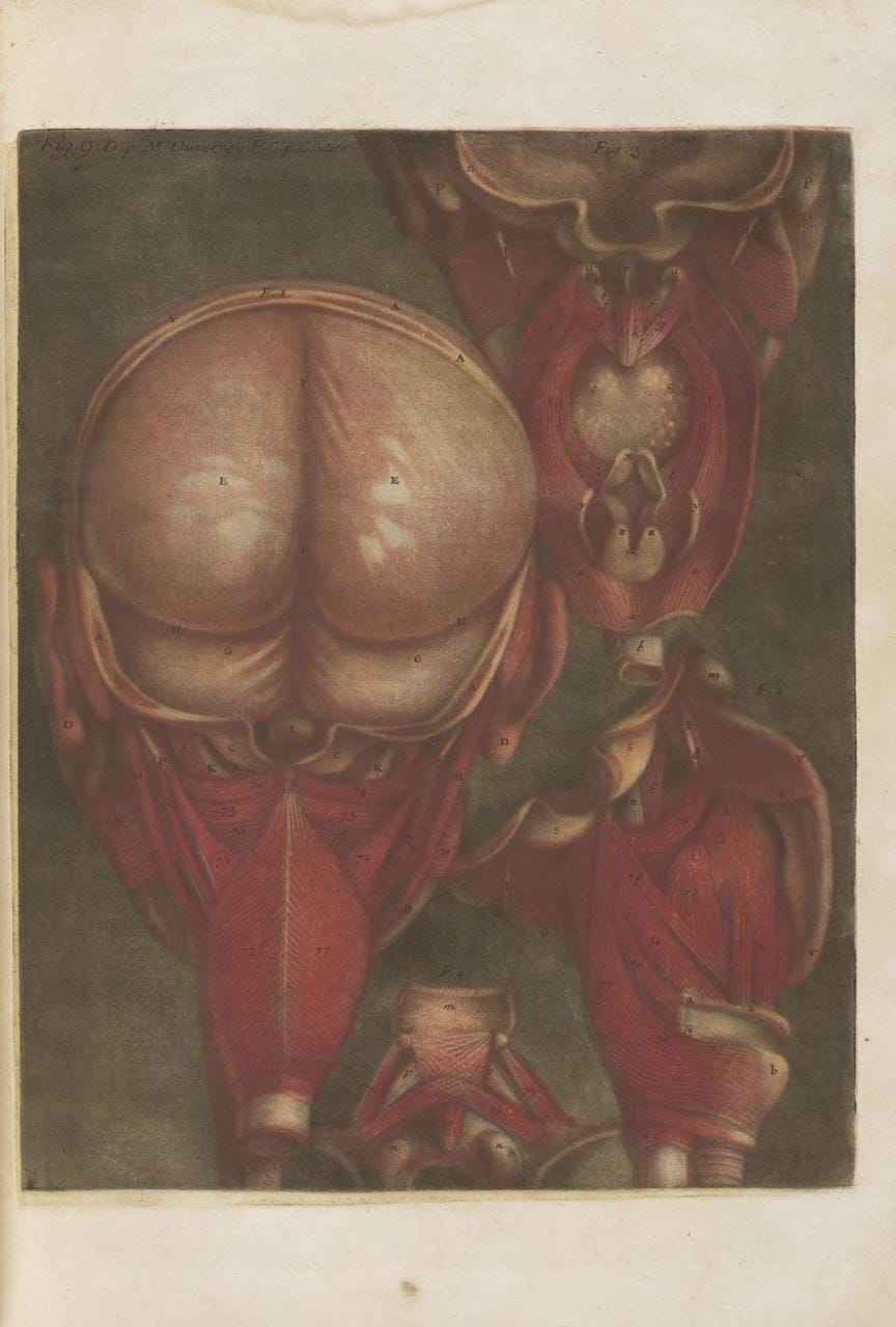 Jacques Gautier-D’Agoty, “Myologie Complette en Couleur” (1746)