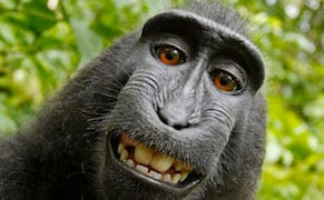 PETA Sues on Behalf of #MonkeySelfie Macaque