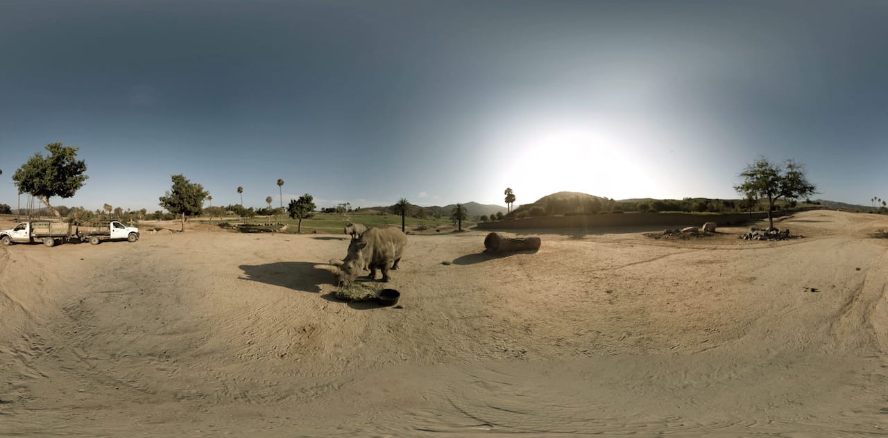 Nola the white rhinoceros at the San Diego Zoo, filmed for virtual reality (all images courtesy Jongsma + O'Neill) (click to enlarge)