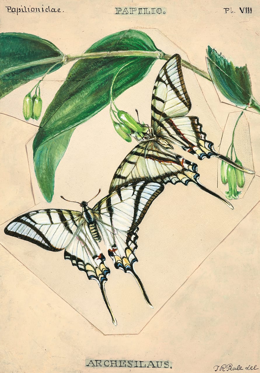 Plate VIII: The South American Swallowtail