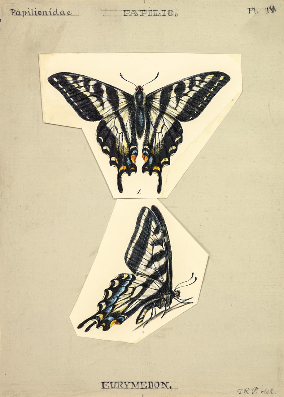 Plate IV: The Pallid Tiger Swallowtail