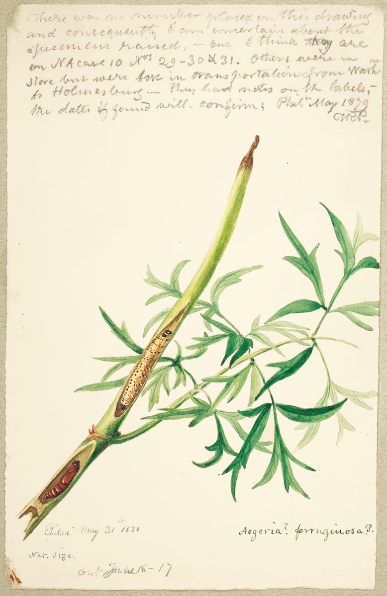 A stem-boring caterpillar, possibly a Hornet Wasp