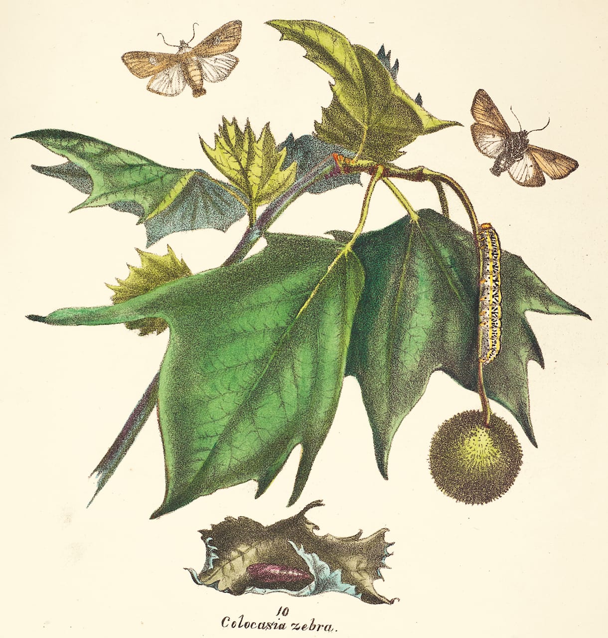 The Zebra Caterpillar