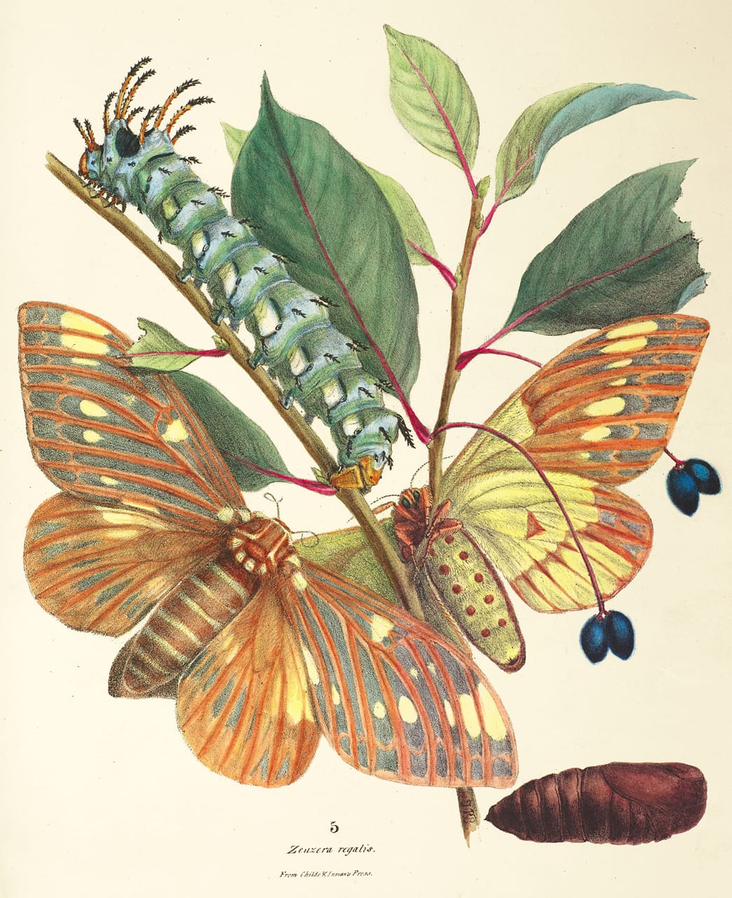 Life-cycle of the Regal or Royal Walnut Moth