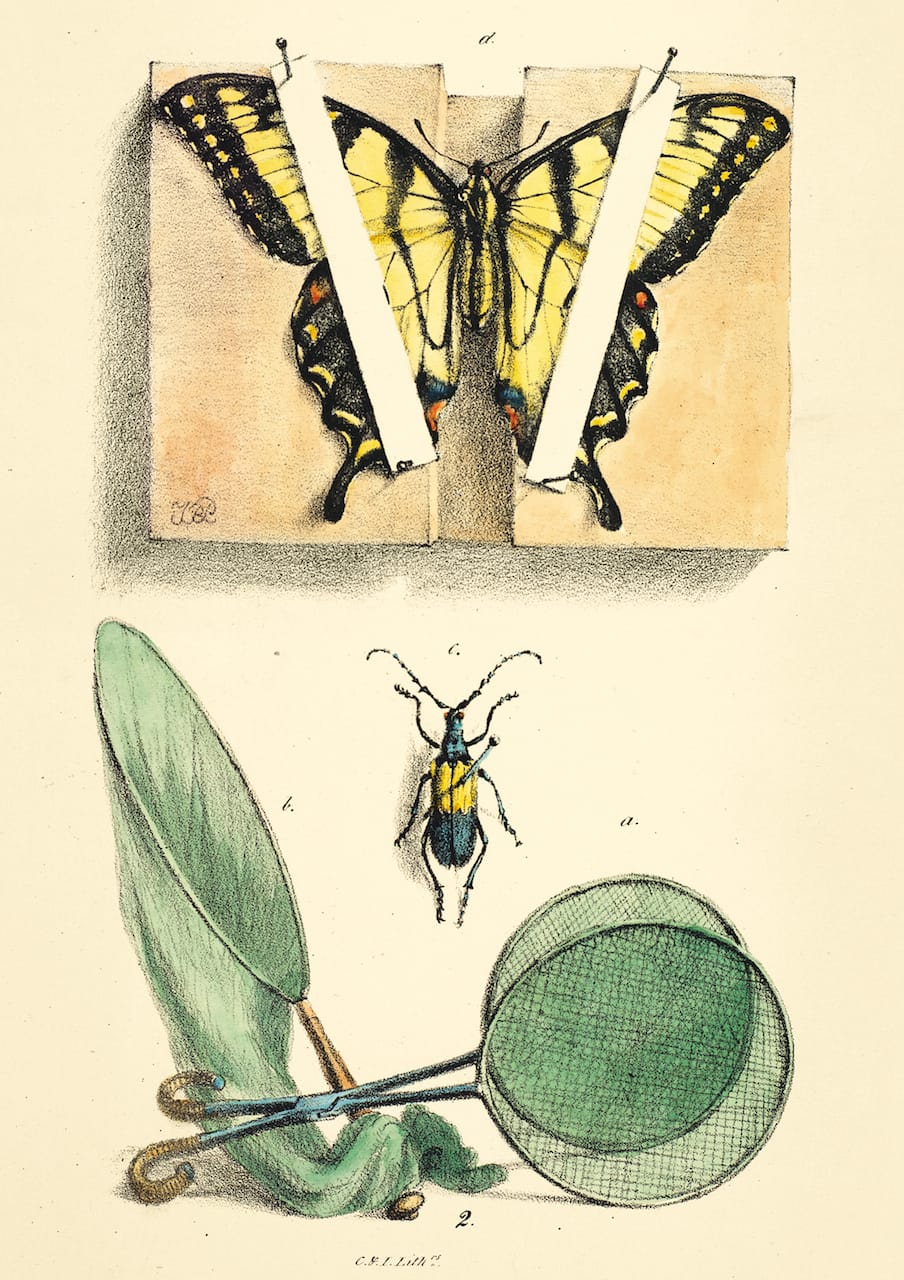 The Eastern Tiger Swallowtail, with Peale's method for spreading wings, as well as a pinned longhorn beetle and some collecting gear