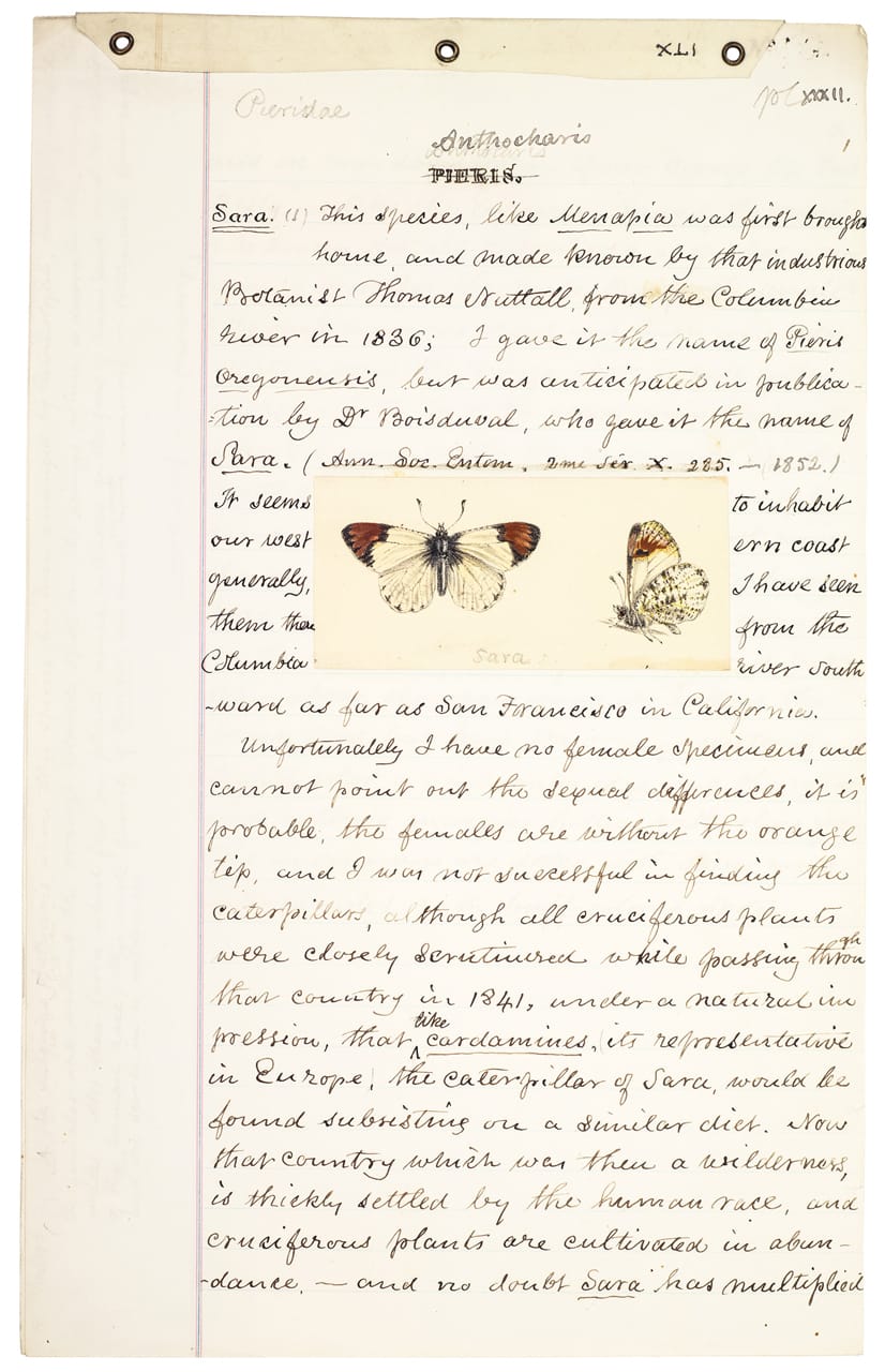 Manuscript and color study for Plate XXXII on the Pine White