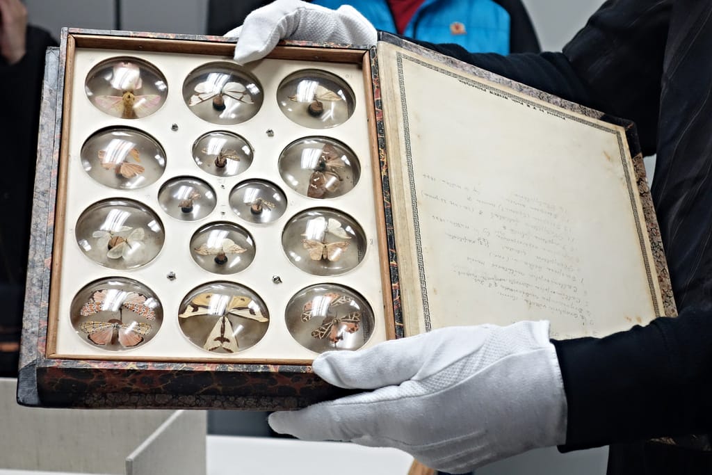 One of Titian Peale's specimen boxes in the Academy of Natural Sciences of Drexel University, Philadelphia (photo by the author for Hyperallergic)