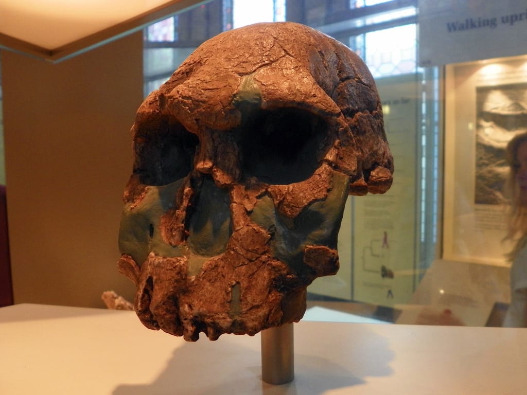 Skull cast of Homo rudolfensis, discovered in Kenya's East Turkana (photo by Peter O'Connor/Flickr)