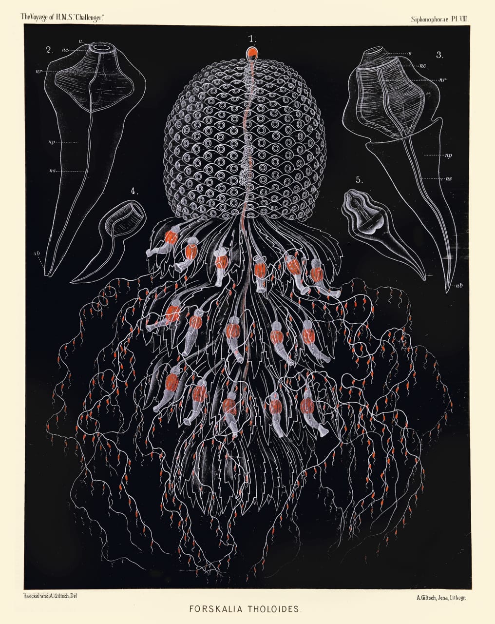 Art Forms from the Abyss: Ernst Haeckel's Images From The HMS Challenger Expedition