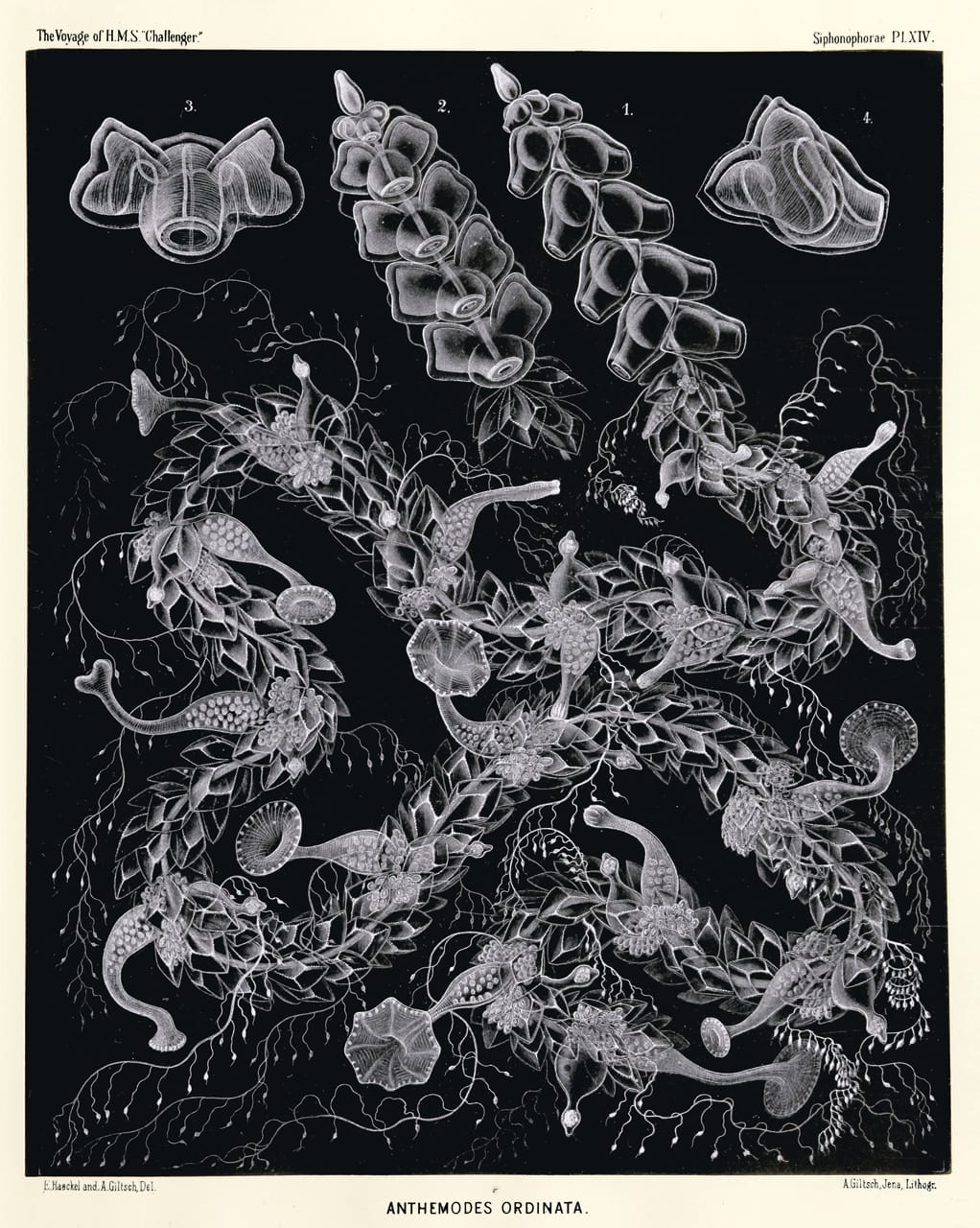 Art Forms from the Abyss: Ernst Haeckel's Images From The HMS Challenger Expedition