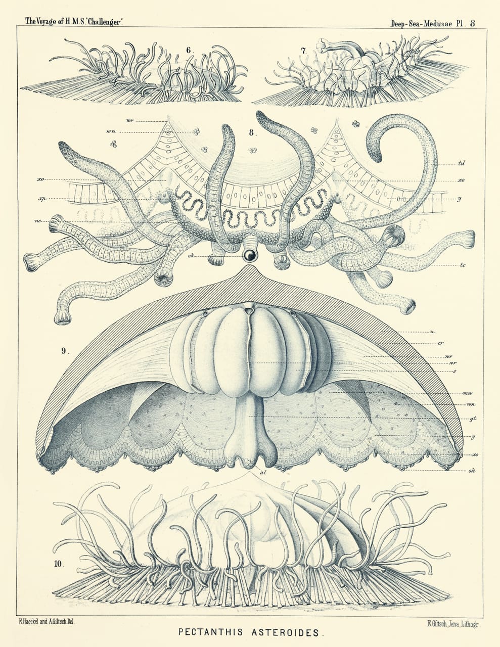 Art Forms from the Abyss: Ernst Haeckel's Images From The HMS Challenger Expedition