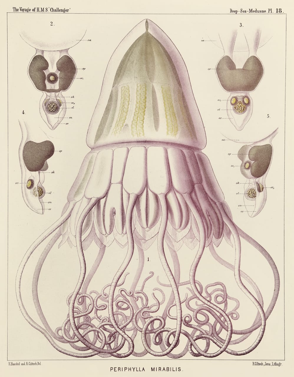 Art Forms from the Abyss: Ernst Haeckel's Images From The HMS Challenger Expedition