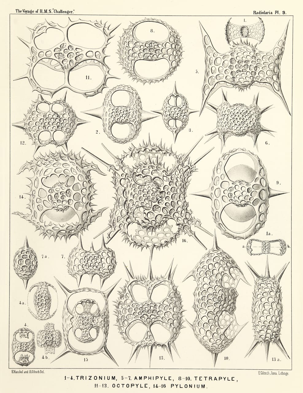 Art Forms from the Abyss: Ernst Haeckel's Images From The HMS Challenger Expedition