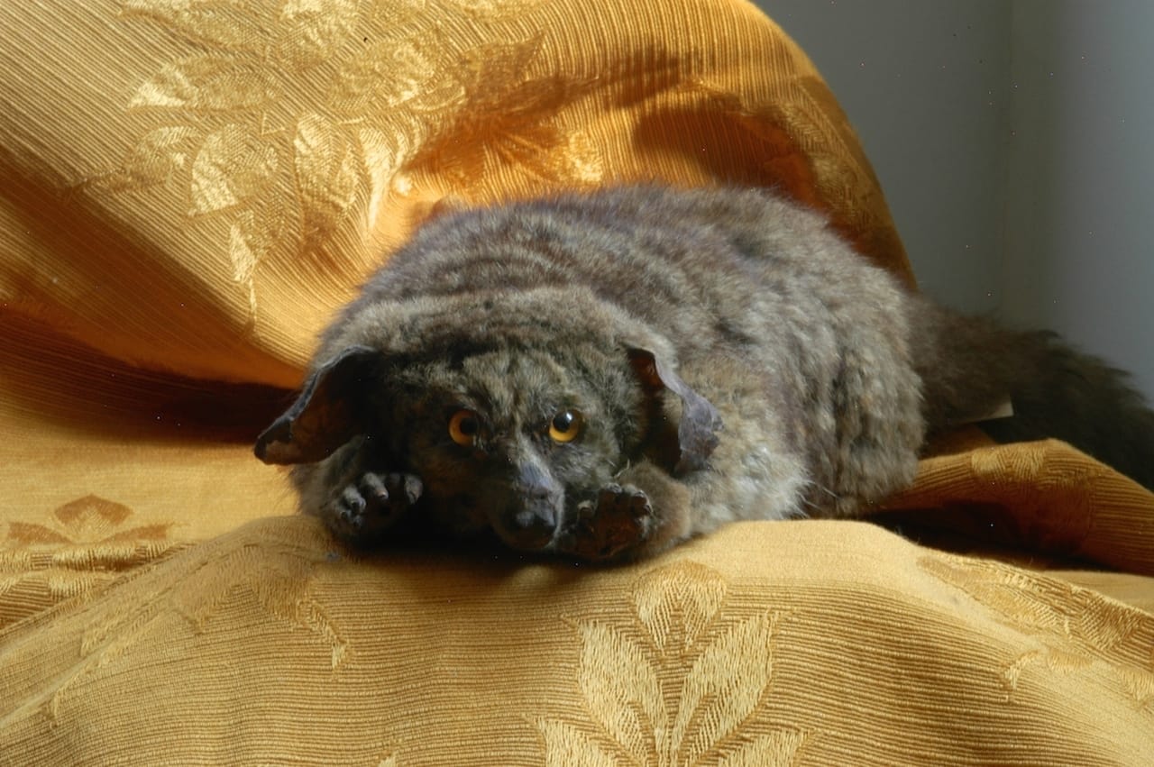 The Clergy and the Academy’s Collections