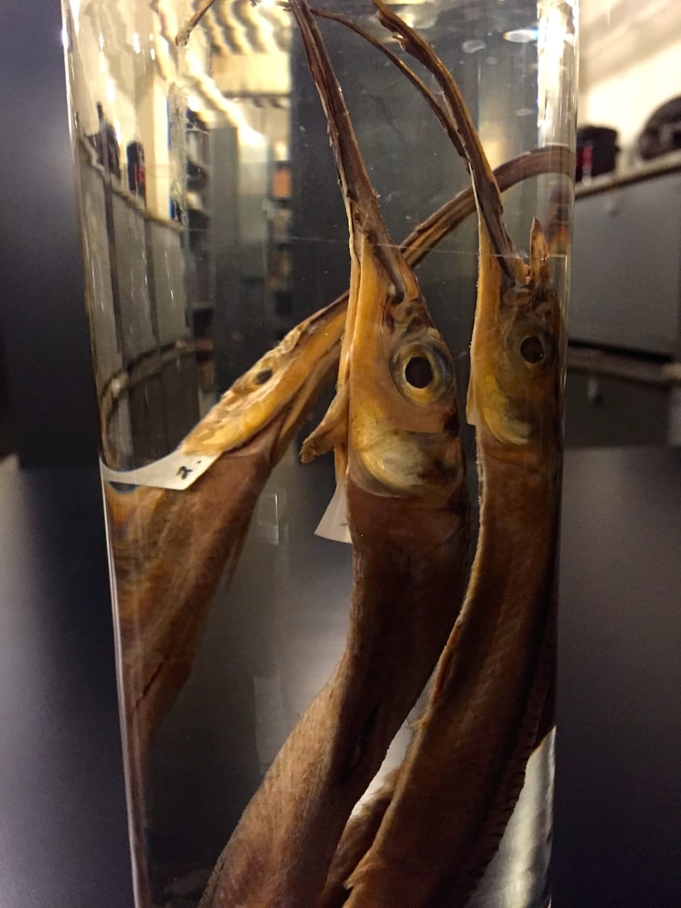 The Clergy and the Academy’s Collections