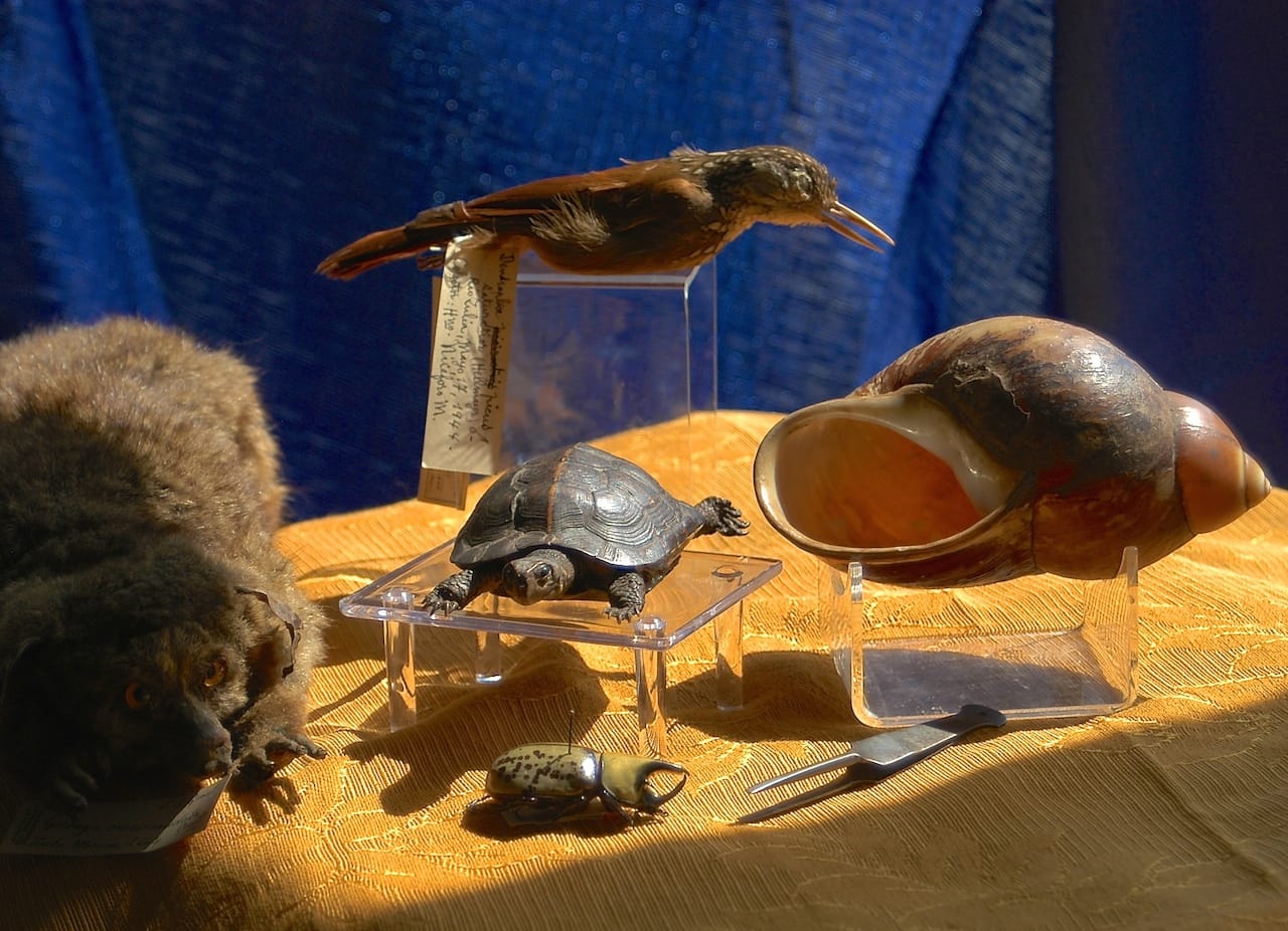 Still life from The Clergy and the Academy’s Collections exhibit at the Academy of Natural Sciences of Drexel University, Aug. 31 – Oct. 23. Clockwise from top: Straight-billed Woodcreeper (Xiphorhynchus picus saturatior) collected by Brother Niceforo Maria in Colombia, 1944; the largest land snail in the Americas, Megalobulimus popelairianus, also collected by Brother Niceforo Maria in Peru in the early 1900s; Eastern Hercules Beetle, (Dynastes tityus) listed on the first page of the first book on insects written in the Americas, A Catalogue of Insects of Pennsylvania, by The Reverend Frederik Valentine Melsheimer, 1806, Minister of the Gospel; Galago (Otolemur crassicaudatus), an African primate collected by The Reverend Aldin Grout near his Zulu Mission in South Africa, ca. 1840s; and Bog Turtle (Clemmys muhlenbergii), named in honor of its discoverer, the Lutheran minister Gotthilf Heinrich Ernst Muhlenberg in 1801. Credit: G.W. Cowper/ANS