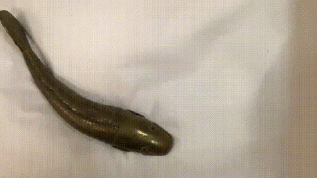 (GIF via @HornimanMuseum/Twitter)