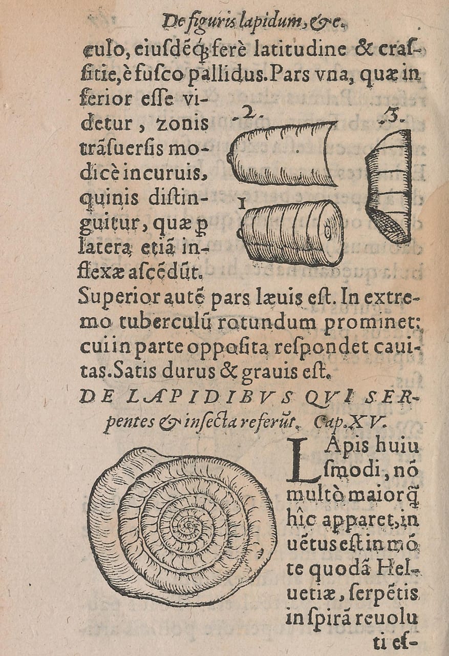 Woodblock illustration from Conrad Gessner's 'De Rerum Fossilium Lapidum et Gemmarum Maxime, Figuris et Similitudinibus Liber' (1565)