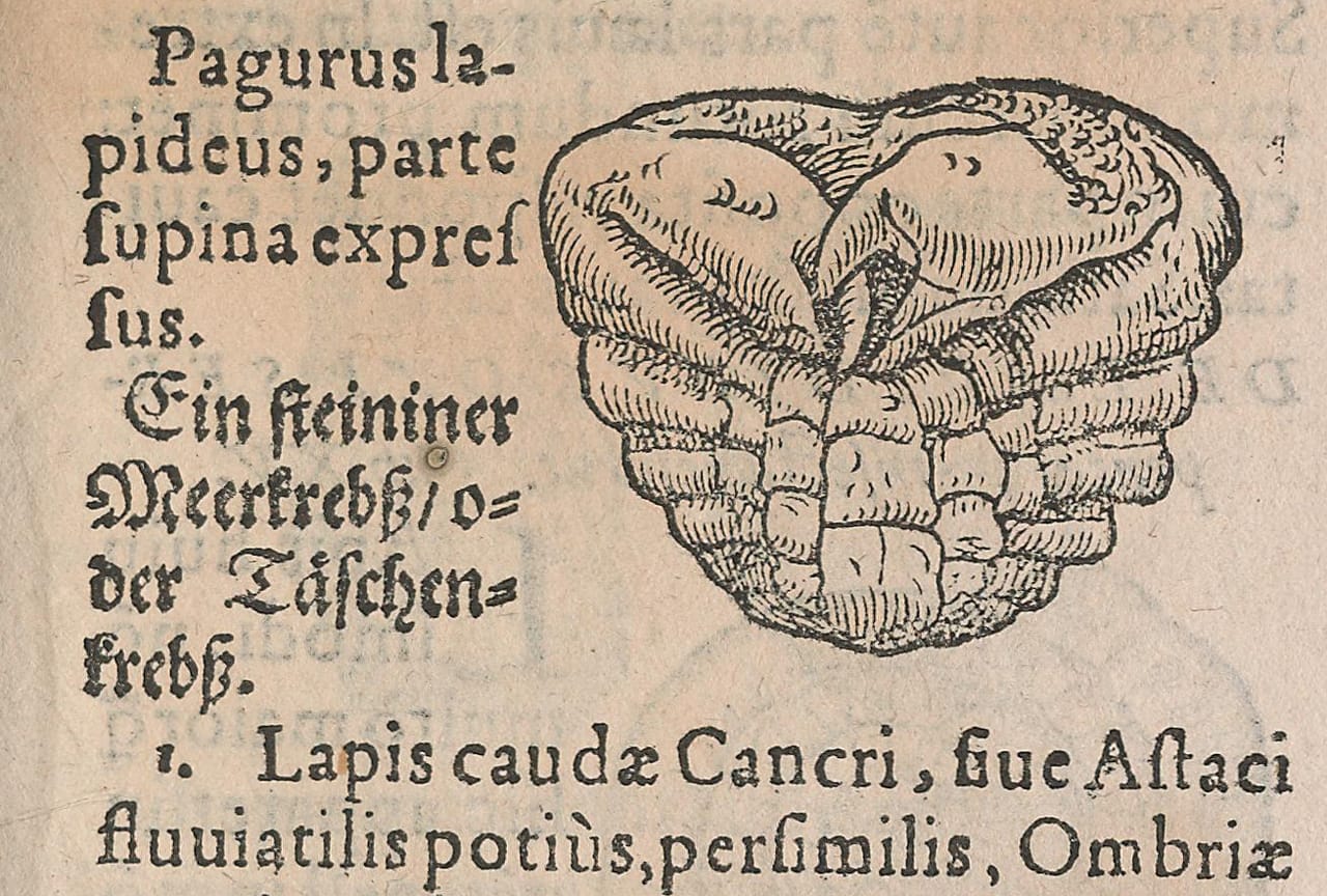 Woodblock illustration from Conrad Gessner's 'De Rerum Fossilium Lapidum et Gemmarum Maxime, Figuris et Similitudinibus Liber' (1565)