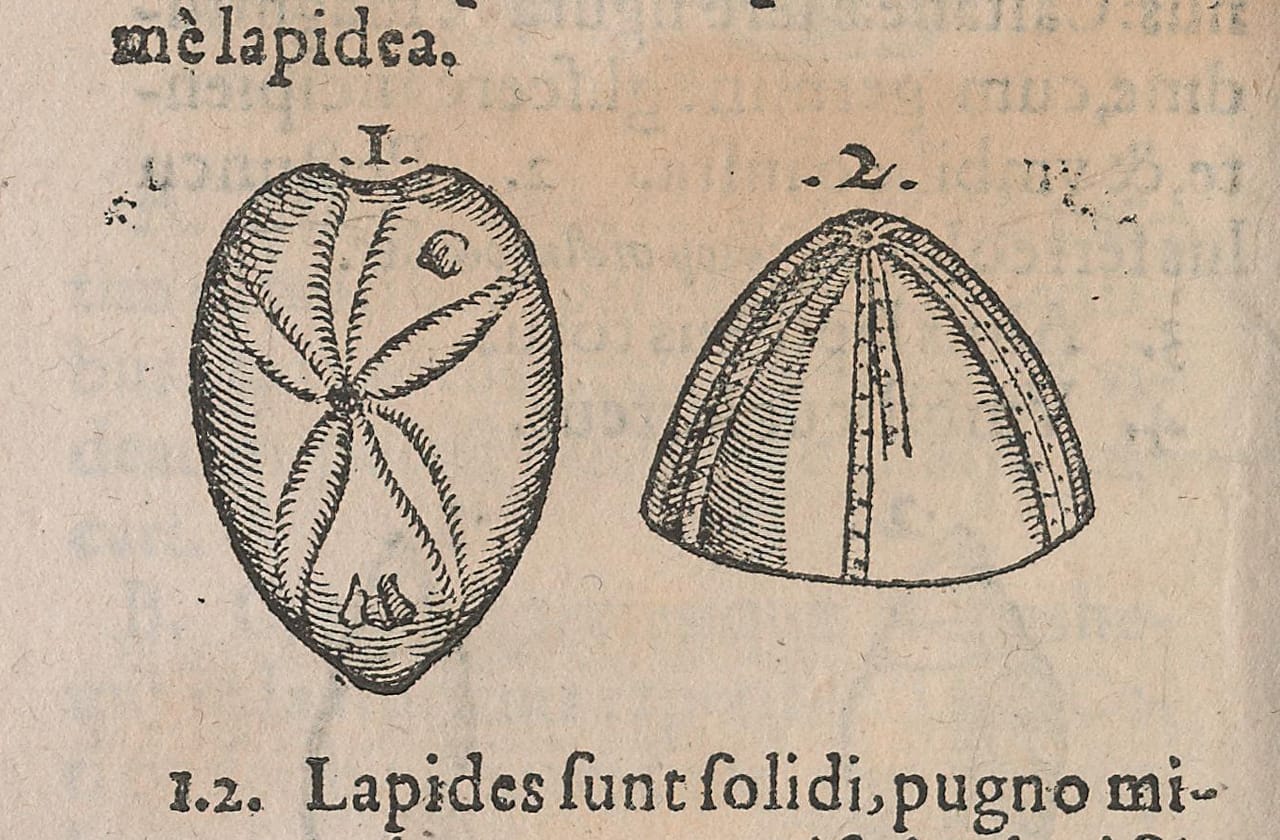 Woodblock illustration from Conrad Gessner's 'De Rerum Fossilium Lapidum et Gemmarum Maxime, Figuris et Similitudinibus Liber' (1565)