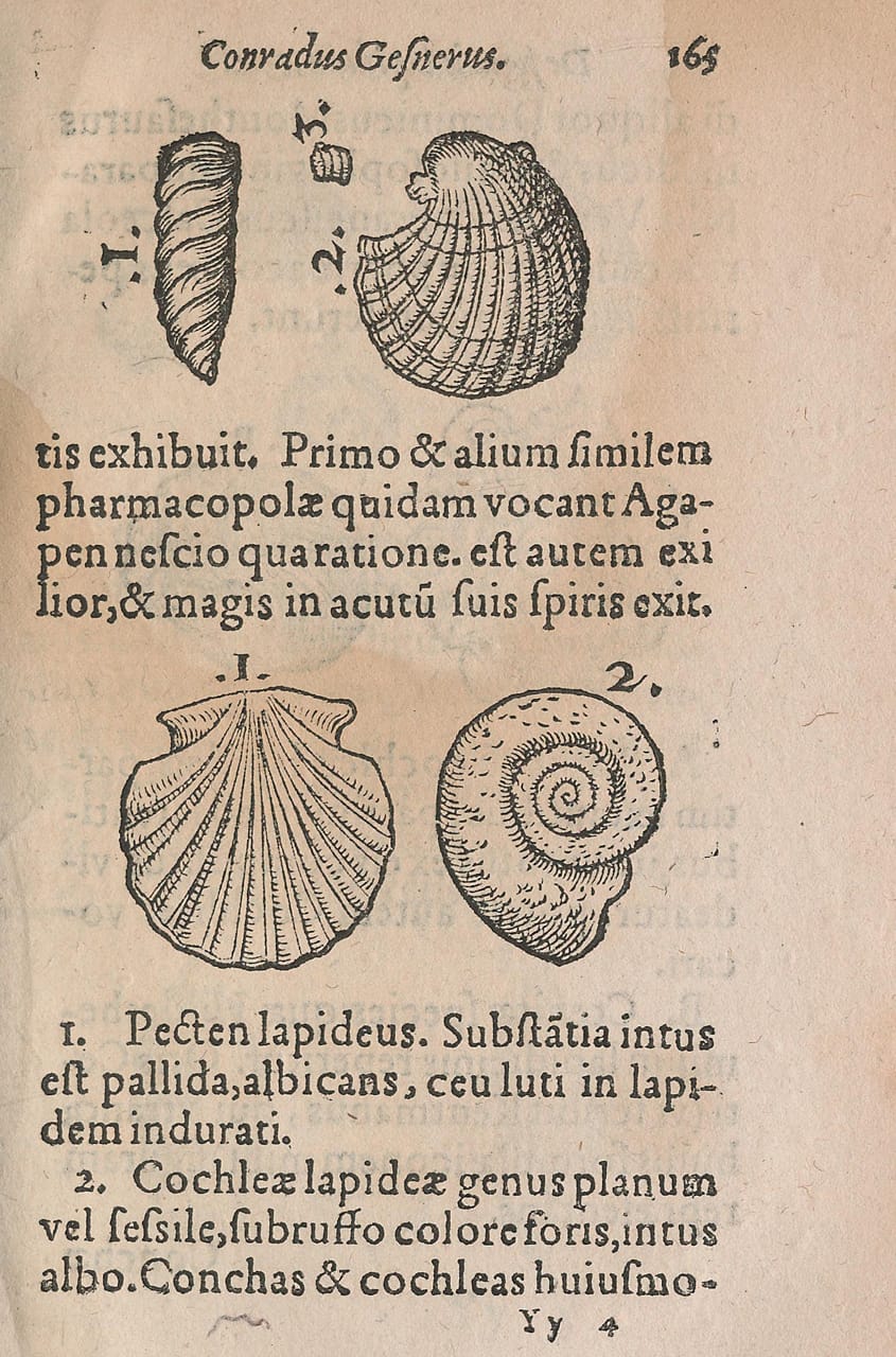 Woodblock illustration from Conrad Gessner's 'De Rerum Fossilium Lapidum et Gemmarum Maxime, Figuris et Similitudinibus Liber' (1565)