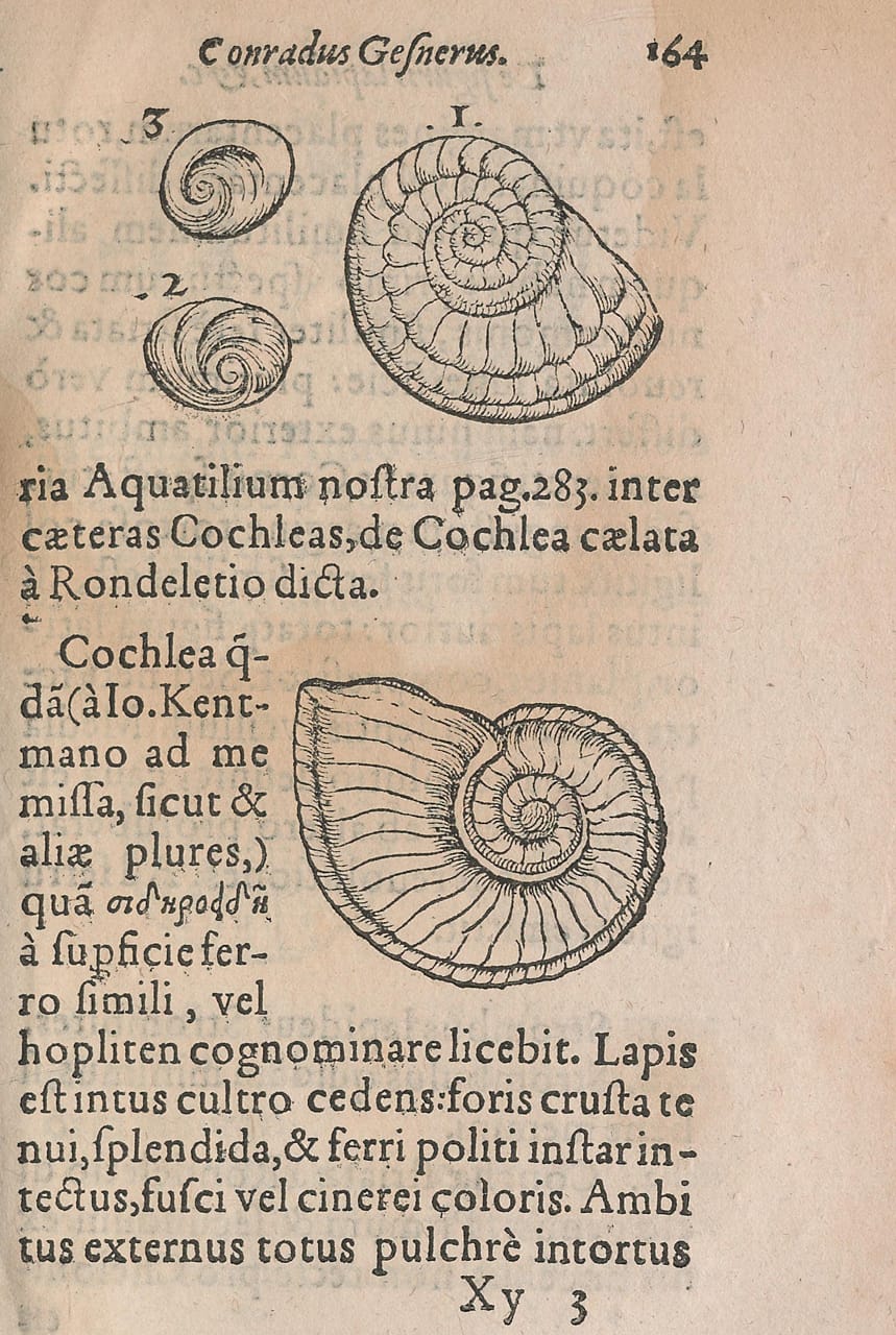 Woodblock illustration from Conrad Gessner's 'De Rerum Fossilium Lapidum et Gemmarum Maxime, Figuris et Similitudinibus Liber' (1565)
