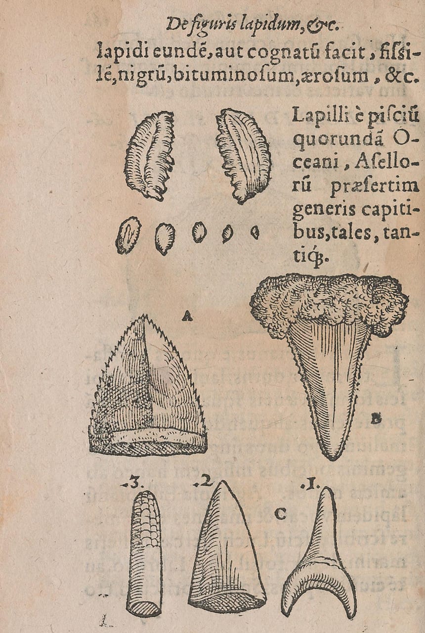 Woodblock illustration from Conrad Gessner's 'De Rerum Fossilium Lapidum et Gemmarum Maxime, Figuris et Similitudinibus Liber' (1565)