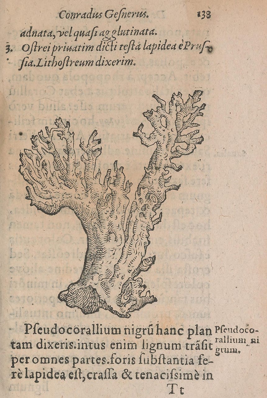 Woodblock illustration from Conrad Gessner's 'De Rerum Fossilium Lapidum et Gemmarum Maxime, Figuris et Similitudinibus Liber' (1565)