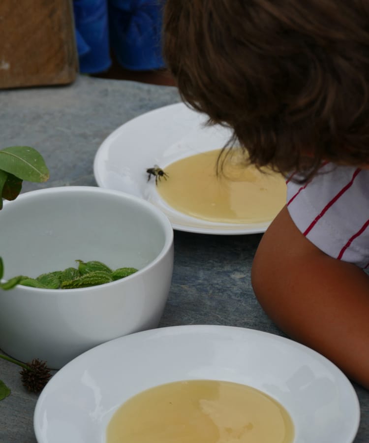 A bee "pulls up a seat" at the dinner at Marble House Project in Vermont.