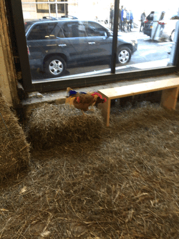 Laura Lima, "Gala Chickens and Ball" (2015). A Performa Commission. (animated gif by author for Hyperallergic)