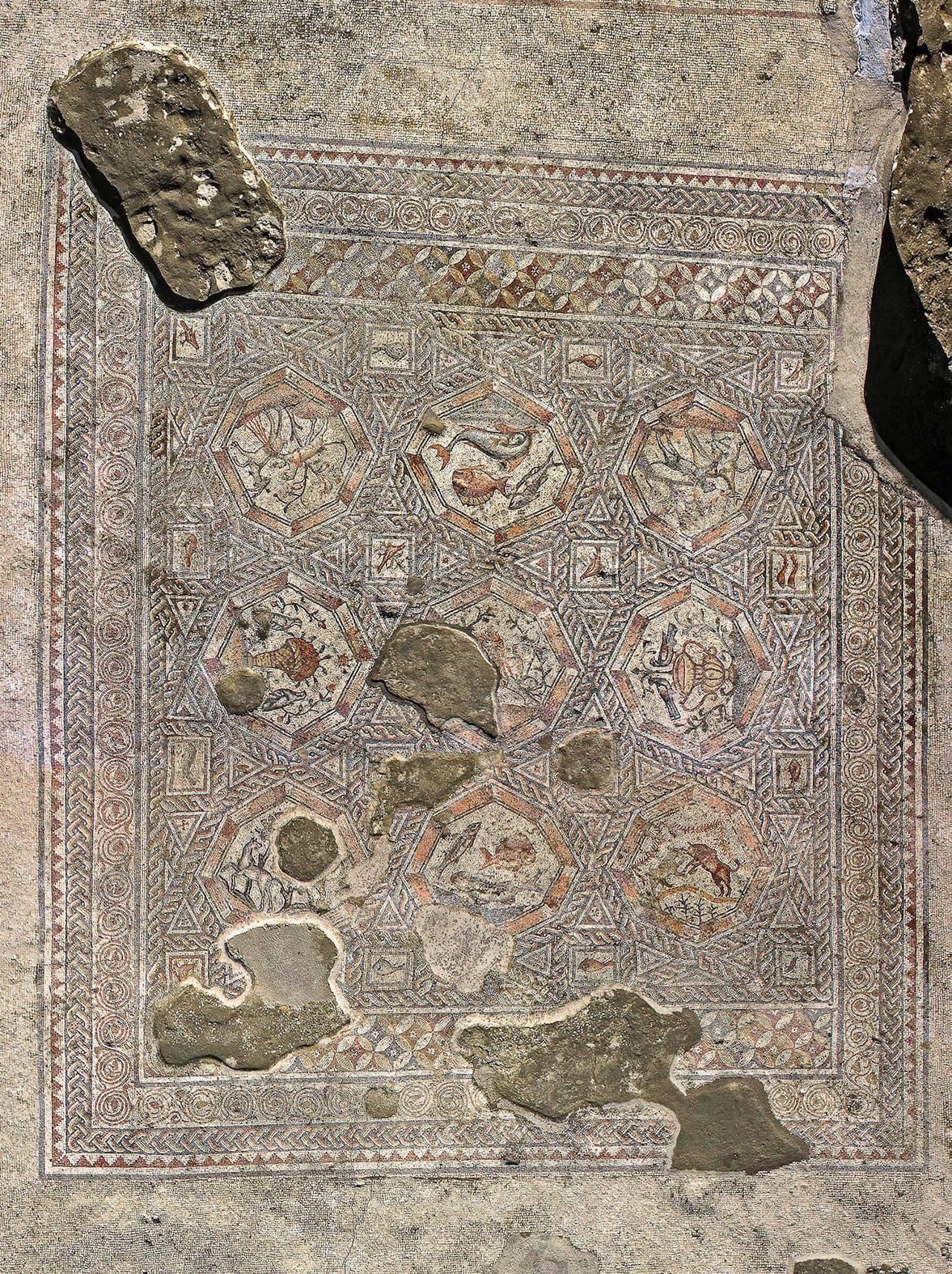 The (Photo by Nicky Davidov)