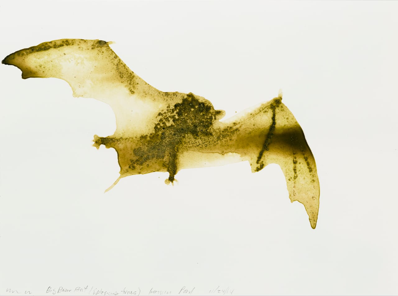 Little Brown Bat9x12