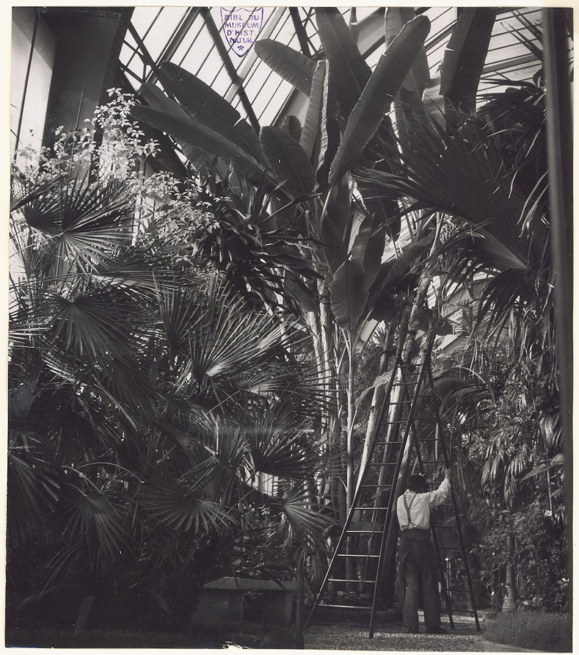 Garden glasshouse, Laboratoire de culture (culture laboratory) (1942 or 1943) (© Atelier Robert Doisneau)