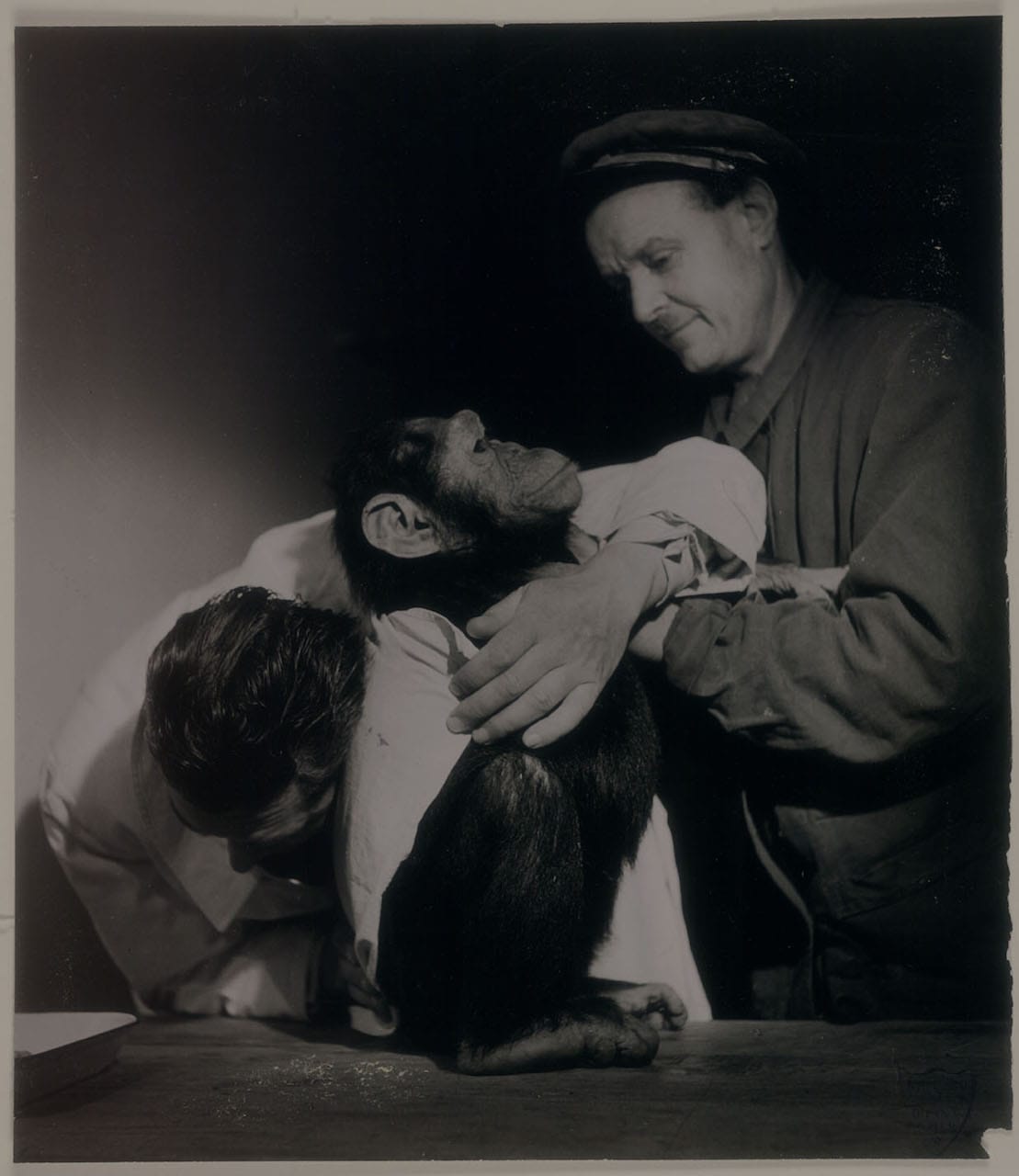 Auscultation of a feverish chimpanzee, Parc zoologique de Paris (zoological park of Paris) (1943) (© Atelier Robert Doisneau)