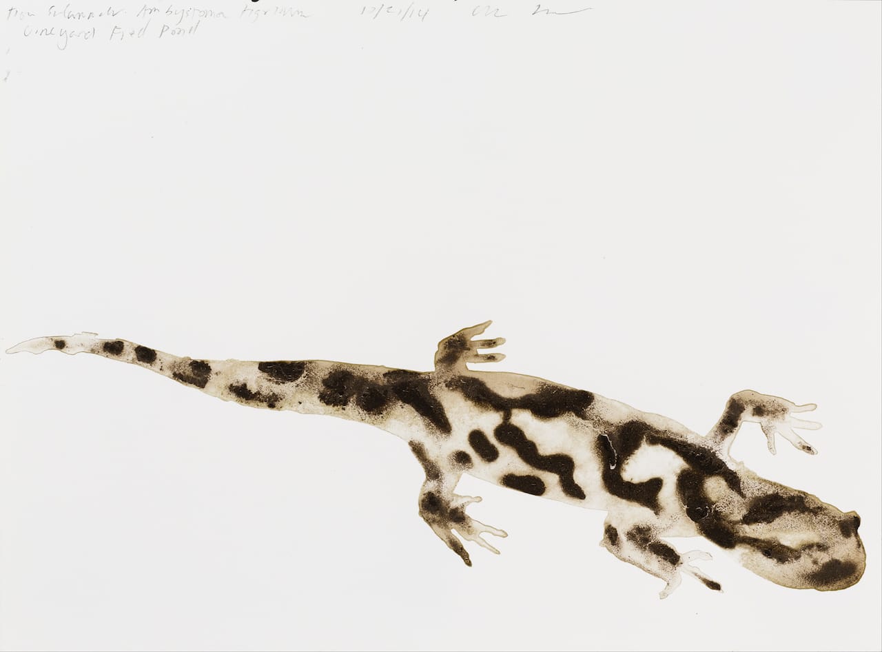 Alexis Rockman, "Tiger Salamander (Ambystoma tigrinum)" (2014) from Vineyard Field Pond (courtesy the artist)