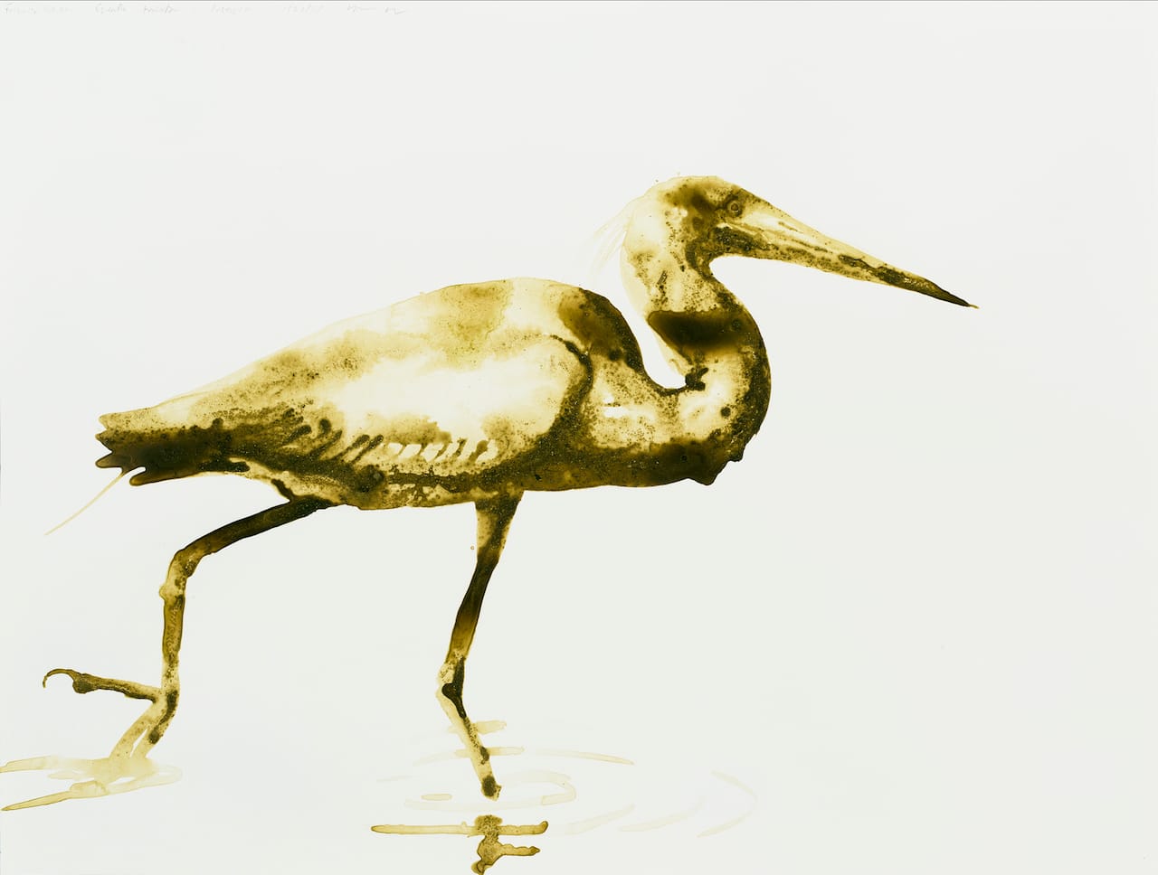 Tricolored Heron18x24