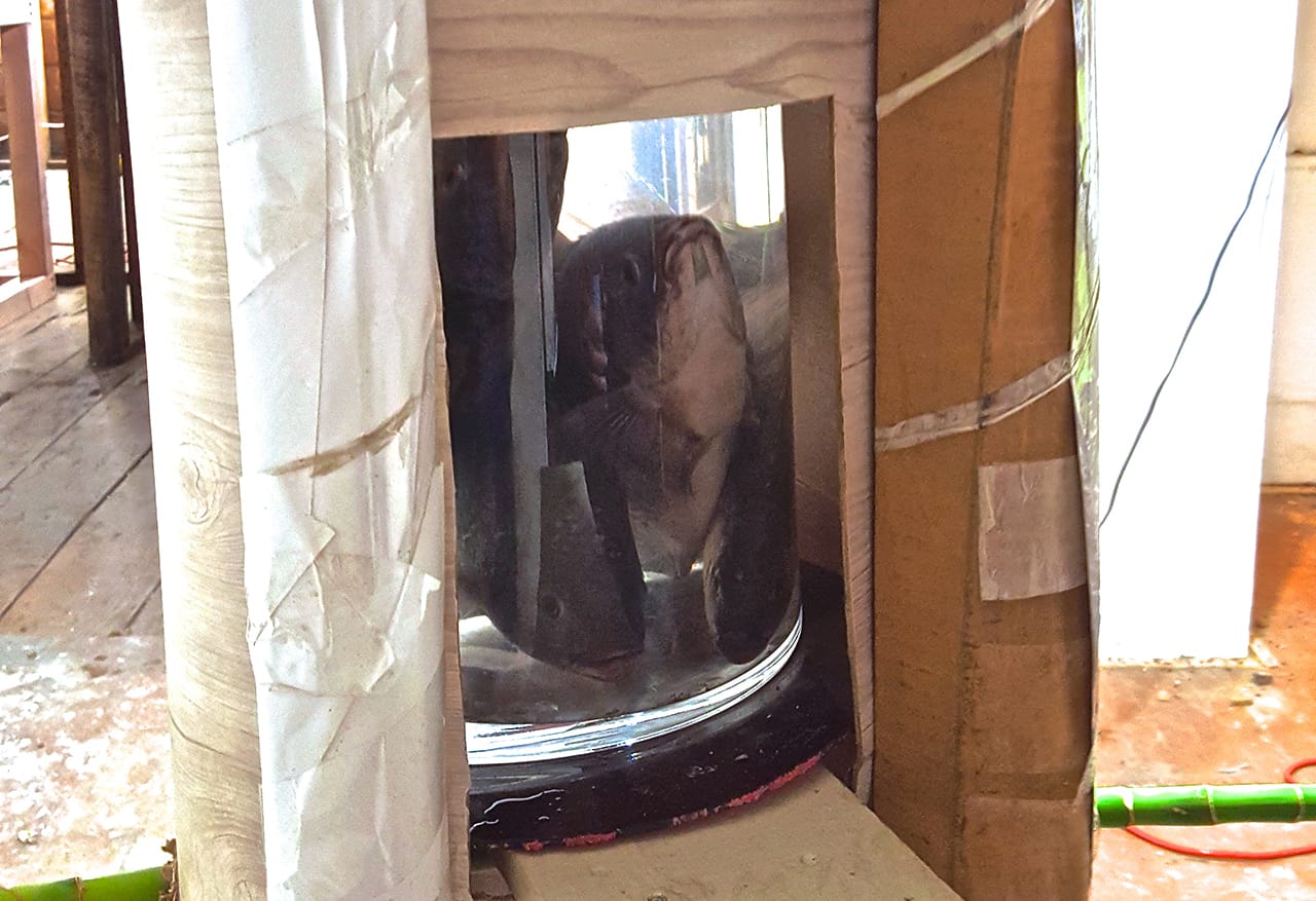 Details from "It Depends On How Much Time We Have" which materials include a Wall-E movie poster and live tilapia.